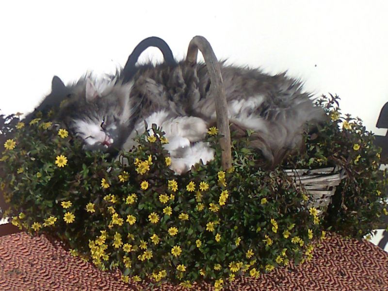 Fruhstpension Fruhstpension