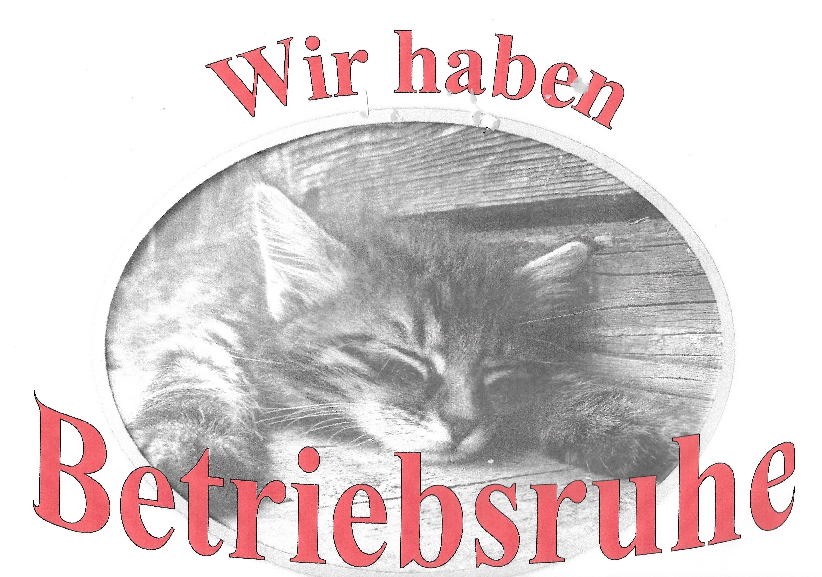 katze 1